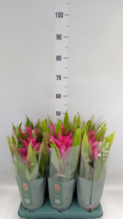 <h4>Guzmania  'Deseo Pink'</h4>