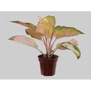 AGLAONEMA LAWAN P12