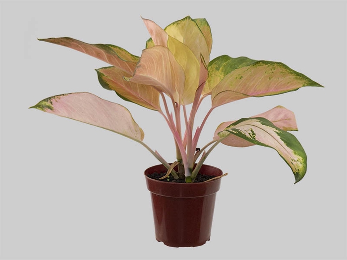 <h4>AGLAONEMA LAWAN P12</h4>