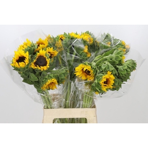Helianthus Orange Fire