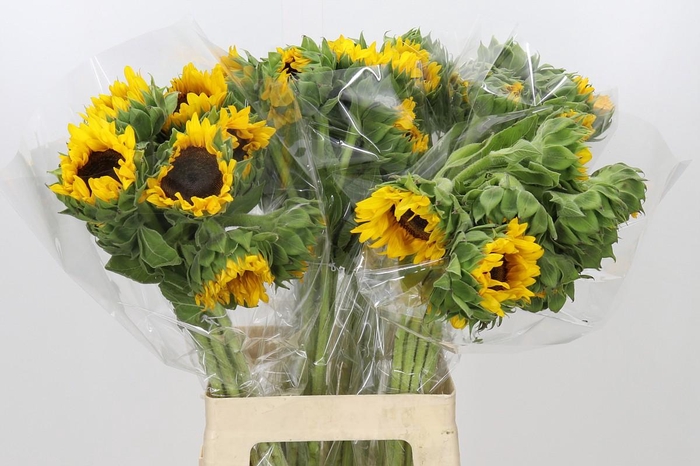 <h4>Helianthus Orange Fire</h4>