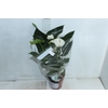 ANTHURIUM VARIADO P17