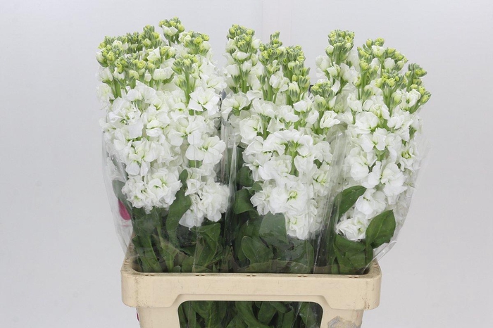 <h4>Matthiola Iron White</h4>