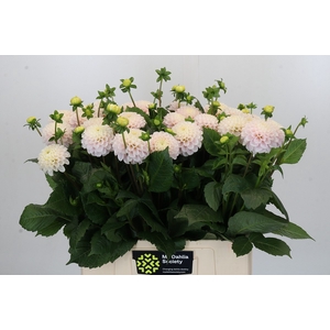 Dahlia Light Wizard