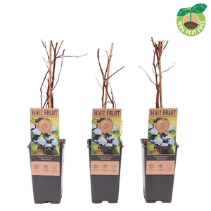 Vaccinium cor. 'Bluecrop', P15