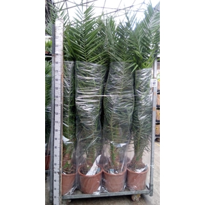 Phoenix canariensis