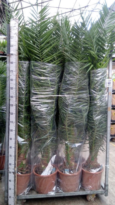 <h4>Phoenix canariensis</h4>