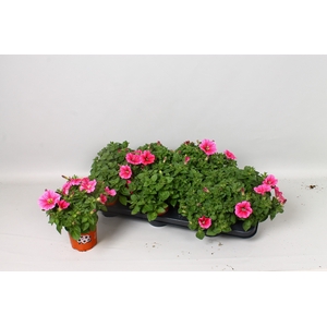 PET POTU PL PINKALIC