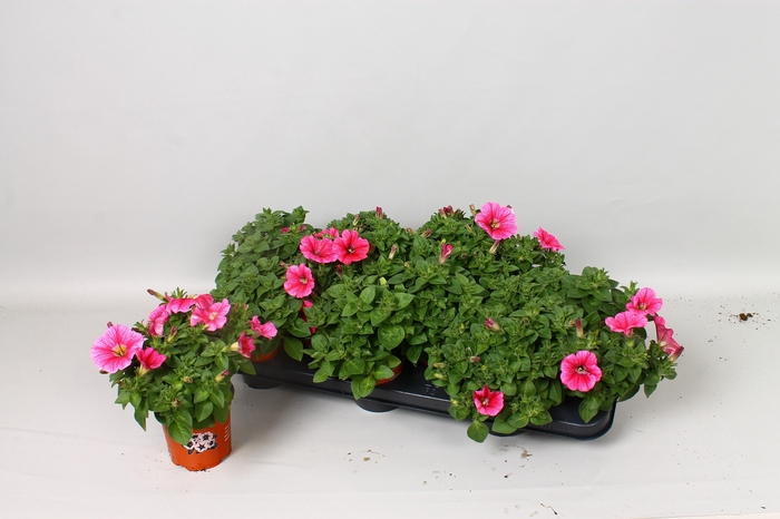 <h4>PET POTU PL PINKALIC</h4>