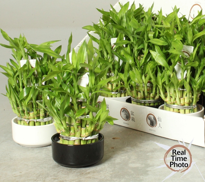 <h4>DRA LUCKY BAMBOO</h4>