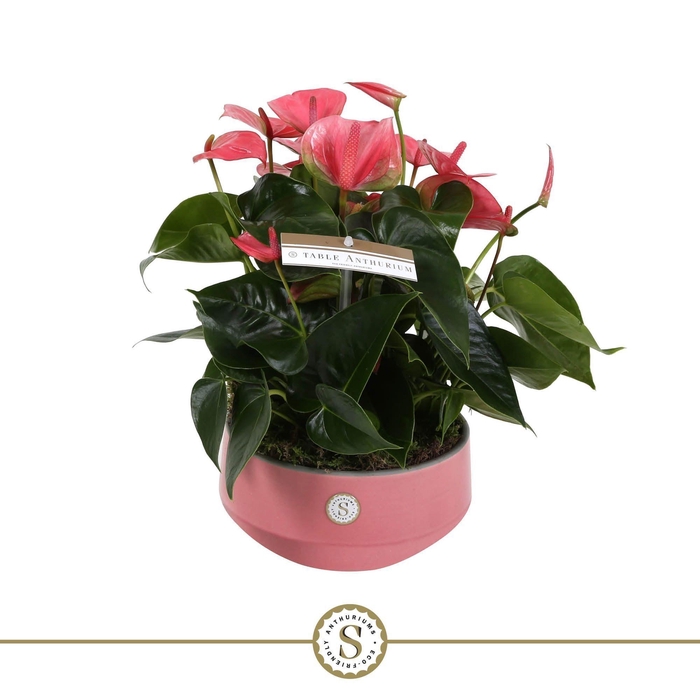 <h4>Table Anthurium Schaal Roze in Lucca keramiek</h4>