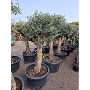 OLEA EUROPAEA