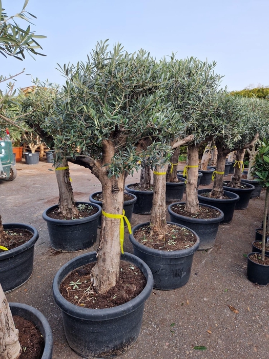 <h4>OLEA EUROPAEA</h4>