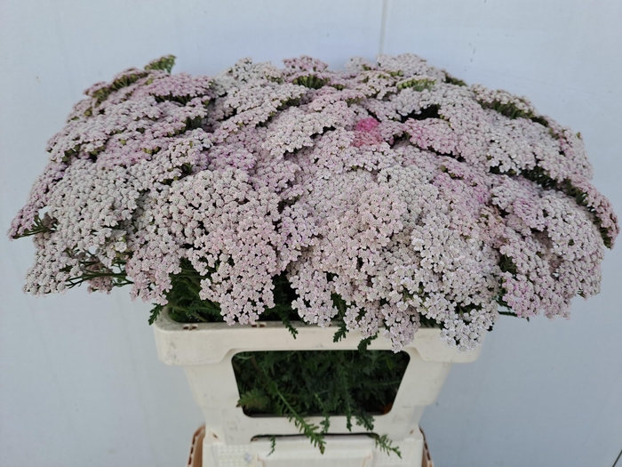 <h4>ACHIL PINK LADY</h4>