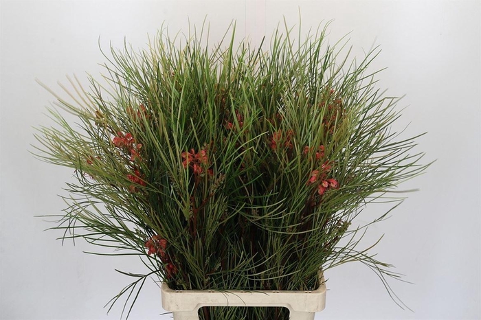 <h4>Grevillea Johnsonii</h4>