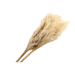 Sacuara White Bleached