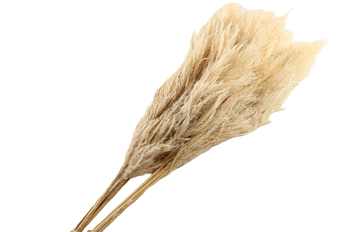 <h4>Sacuara White Bleached</h4>