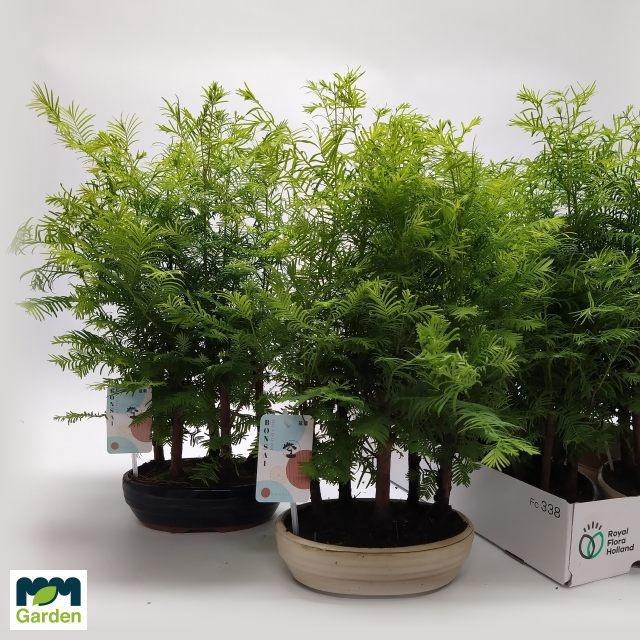 <h4>BONSAI OV</h4>