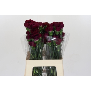 Dianthus St Purple Damascus