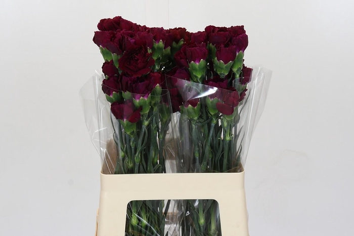 <h4>Dianthus St Purple Damascus</h4>