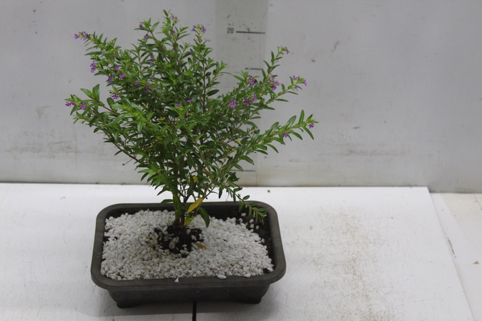 <h4>BONSAI JOVEM VASO PLASTICO 1.1L</h4>