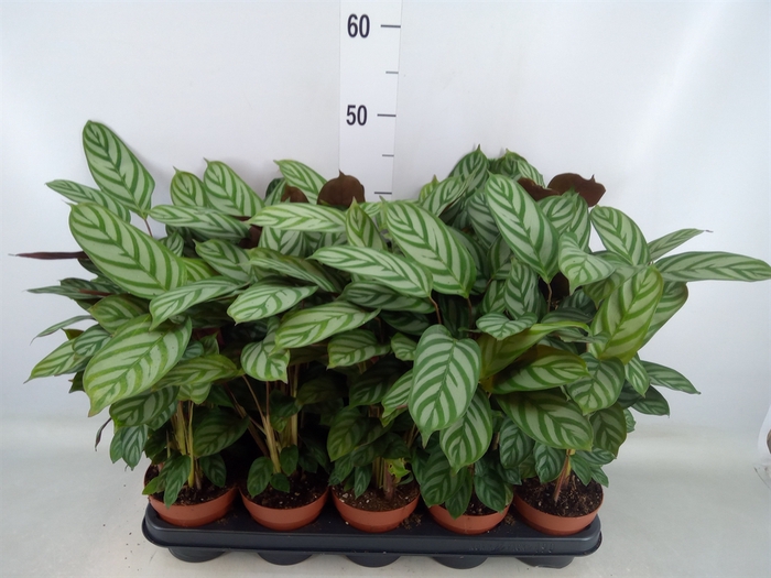 <h4>Ctenanthe setosa 'Green Flag'</h4>