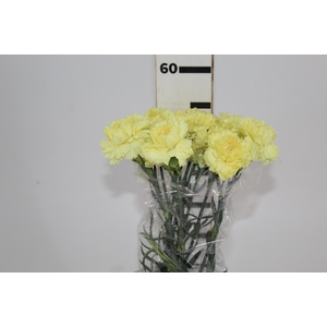 CRAVO LUIZA 060 CM AMARELO