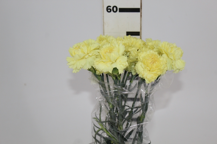 <h4>CRAVO LUIZA 060 CM AMARELO</h4>