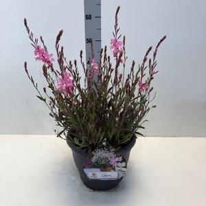 Gaura lindheimeri 'Geyser Pink'
