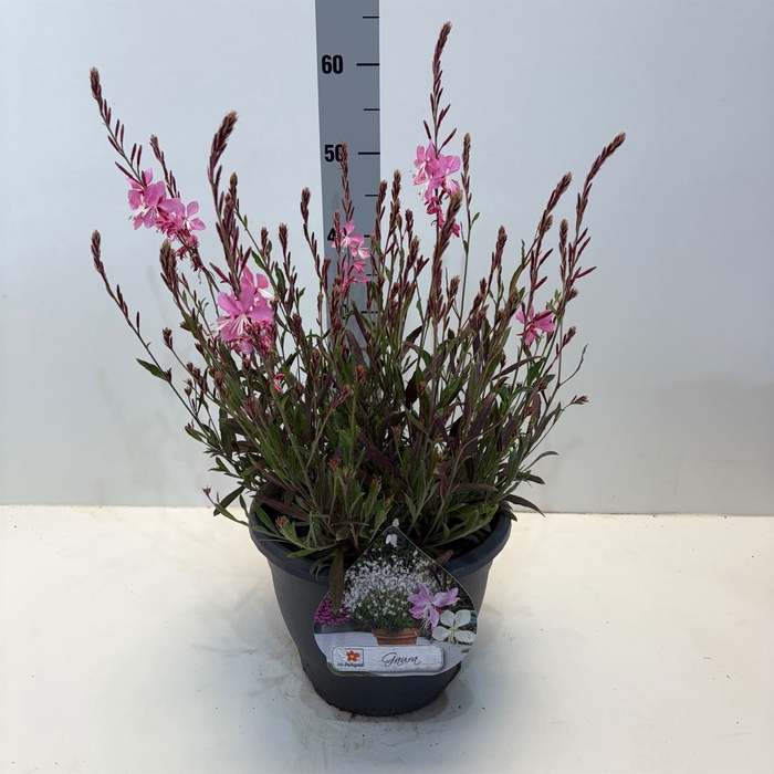 <h4>Gaura lindheimeri 'Geyser Pink'</h4>