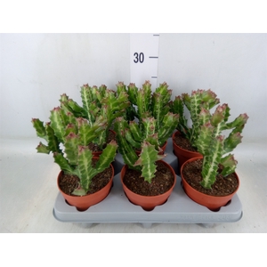 Euphorbia lactea