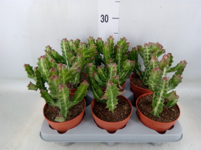 <h4>Euphorbia lactea</h4>