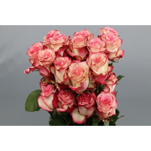 Rosa ec paloma