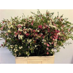 Chame Un My Sweet 16