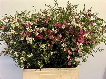 <h4>Chame Un My Sweet 16</h4>