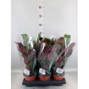 Ctenanthe burle-marxii