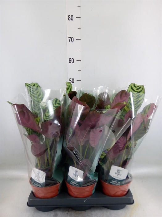 <h4>Ctenanthe burle-marxii</h4>