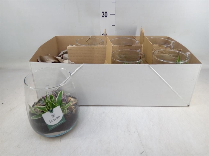 <h4>Arr. Kamerplant Groen H%</h4>