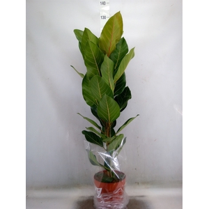 Ficus benghalensis 'Joy'