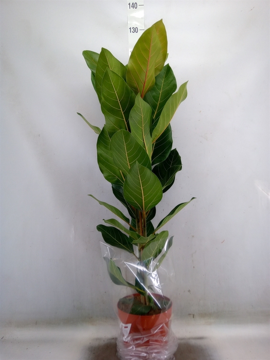 <h4>Ficus benghalensis 'Joy'</h4>