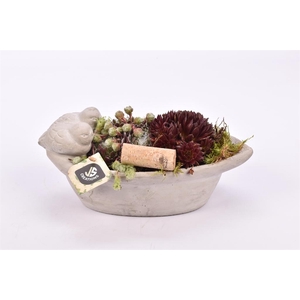 Arr.  Sempervivum L%