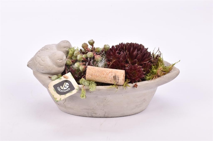 <h4>Arr.  Sempervivum L%</h4>
