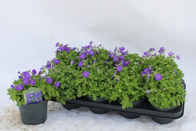 <h4>AUBR GRACILIS KITTE</h4>