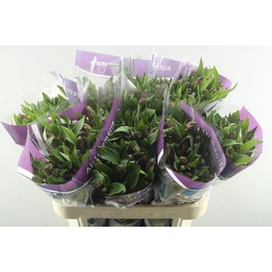 Alstr Carline (lila)