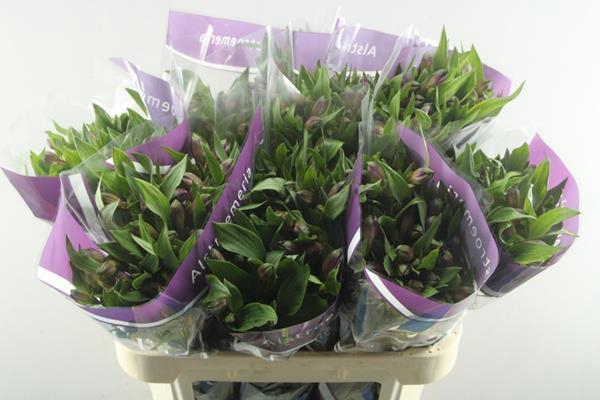 <h4>Alstr Carline (lila)</h4>