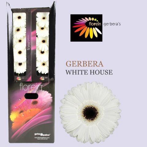 <h4>Gerbera aquabox white house</h4>