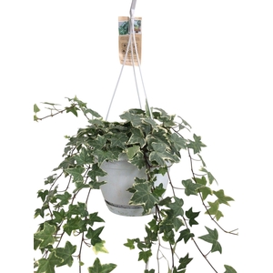 Hedera helix witbont - hangpot wit / basic