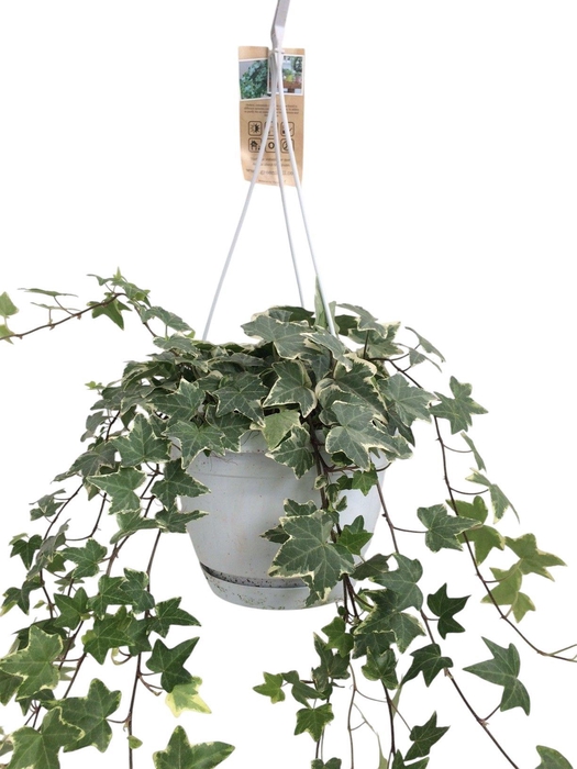 <h4>Hedera helix witbont - hangpot wit / basic</h4>