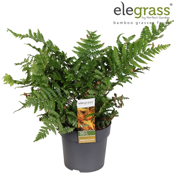 <h4>Dryopteris 'Jurassic Gold' P14</h4>