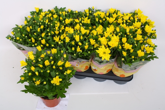 <h4>CHRYS HEAT YELLOW</h4>